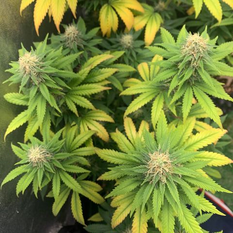 Aminesia growlog photo: 04