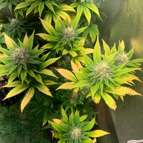Aminesia growlog photo: 05