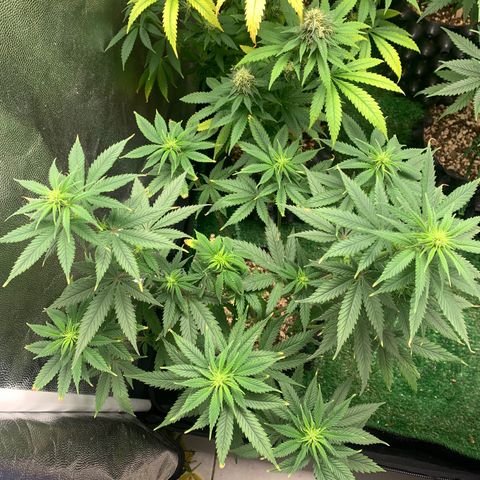 Sour Kush growlog photo: 01