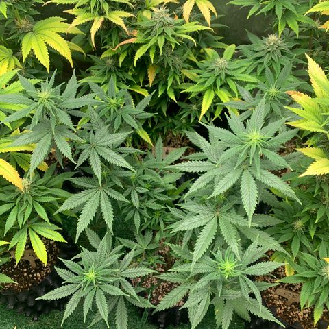 Sour Kush growlog photo: 02