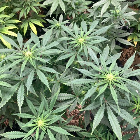 Sour Kush growlog photo: 03