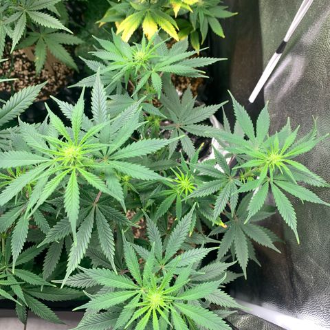 Sour Kush growlog photo: 04