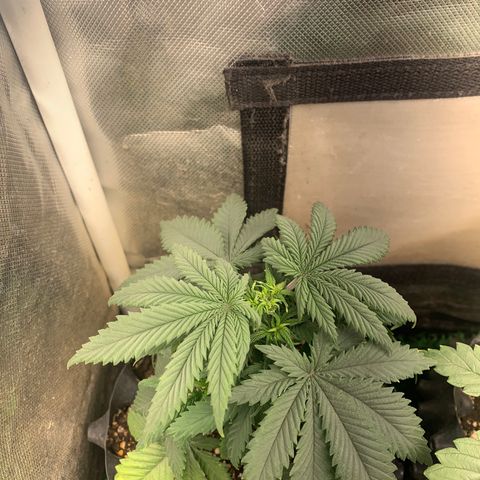 Northern Kush growlog photo: 01