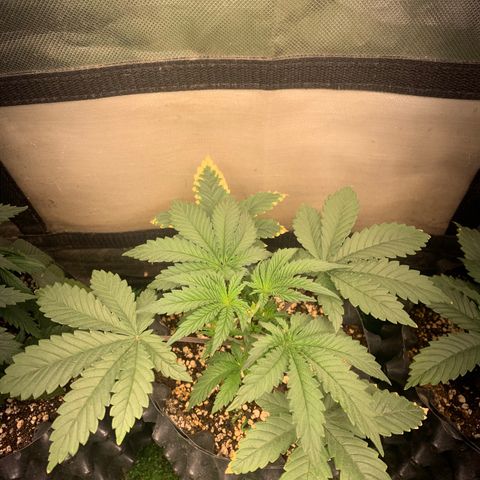 Northern Kush growlog photo: 02