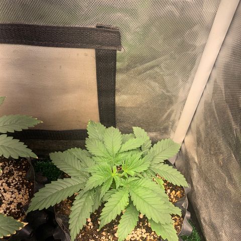 Northern Kush growlog photo: 03