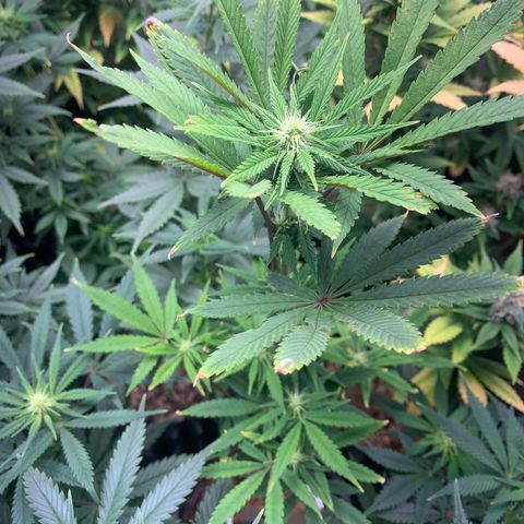 Sour Kush growlog photo: 05