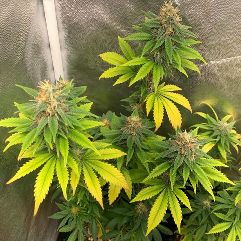 Aminesia growlog photo: 01