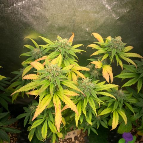 Aminesia growlog photo: 02