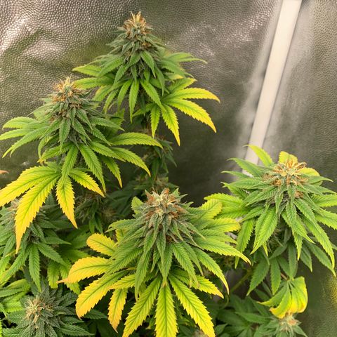 Aminesia growlog photo: 03