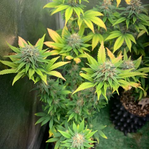 Aminesia growlog photo: 05