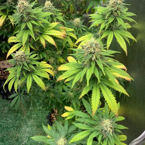 Aminesia growlog photo: 04