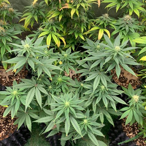 Sour Kush growlog photo: 01