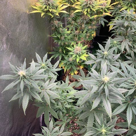Sour Kush growlog photo: 02
