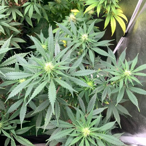Sour Kush growlog photo: 04