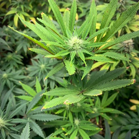 Sour Kush growlog photo: 05