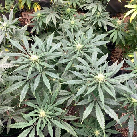 Sour Kush growlog photo: 03