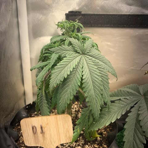 Northern Kush growlog photo: 01