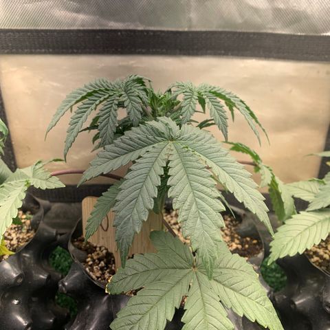 Northern Kush growlog photo: 02