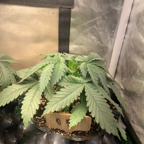Northern Kush growlog photo: 03