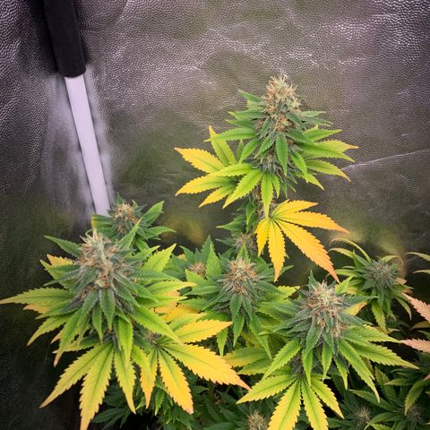 Aminesia growlog photo: 01