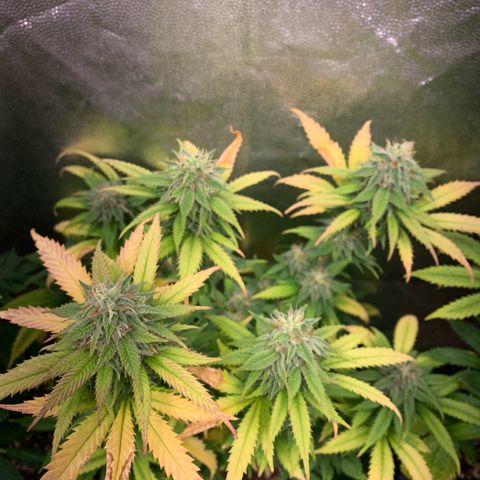 Aminesia growlog photo: 02