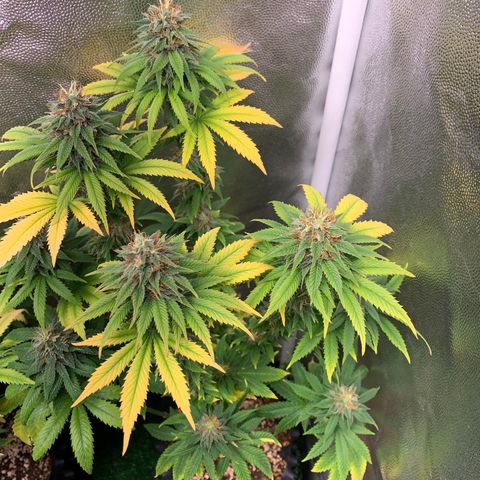 Aminesia growlog photo: 03