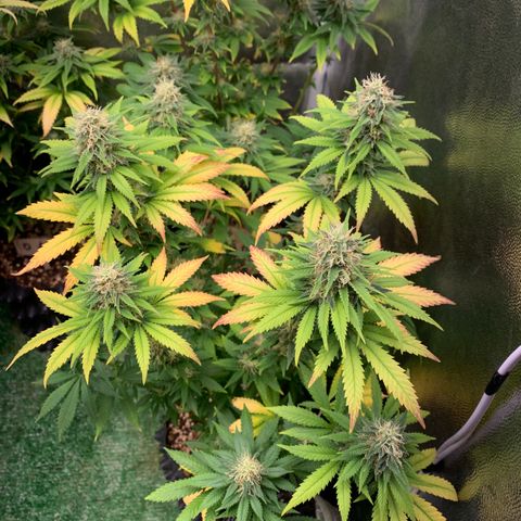 Aminesia growlog photo: 04