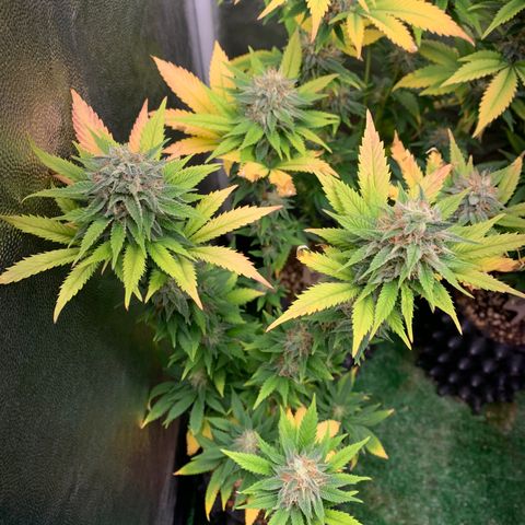 Aminesia growlog photo: 05
