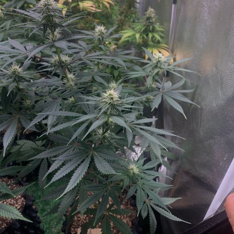 Sour Kush growlog photo: 04