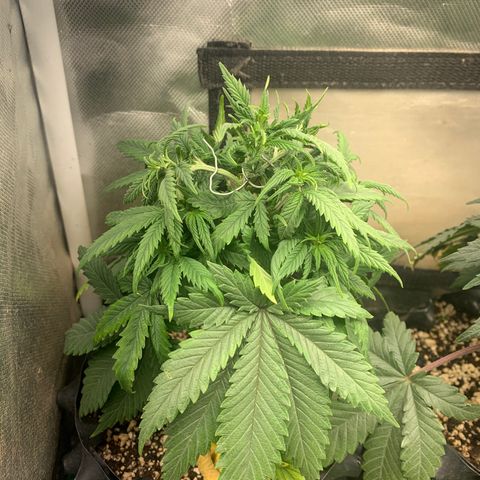 Northern Kush growlog photo: 01
