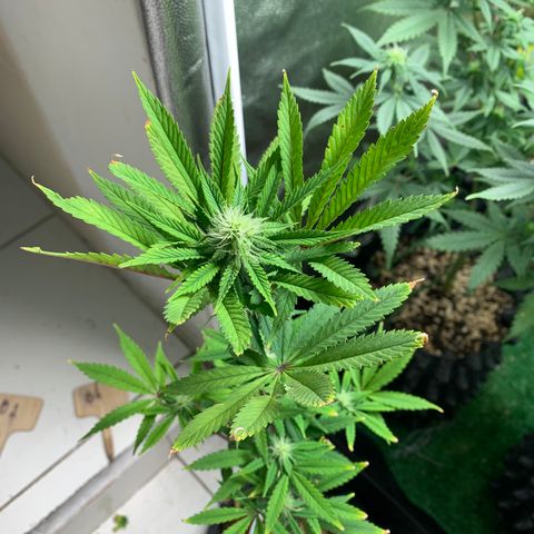 Sour Kush growlog photo: 05