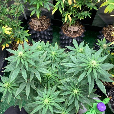 Sour Kush growlog photo: 01