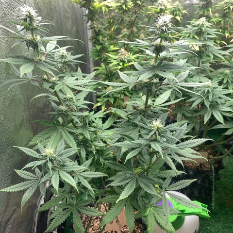 Sour Kush growlog photo: 02