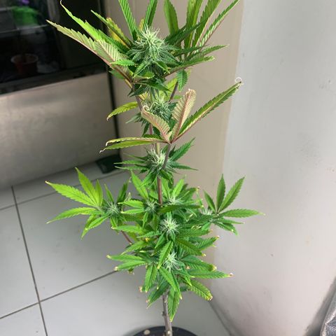 Sour Kush growlog photo: 05