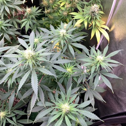 Sour Kush growlog photo: 04