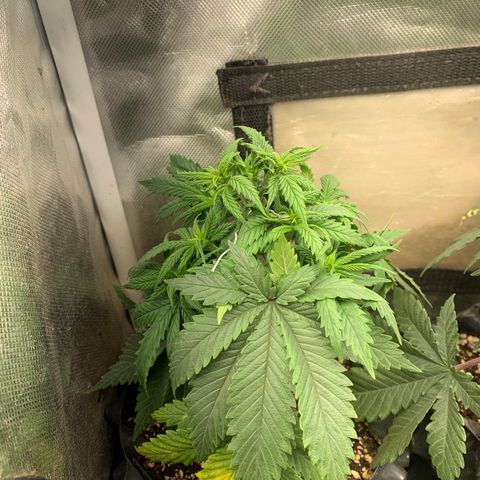 Northern Kush growlog photo: 01