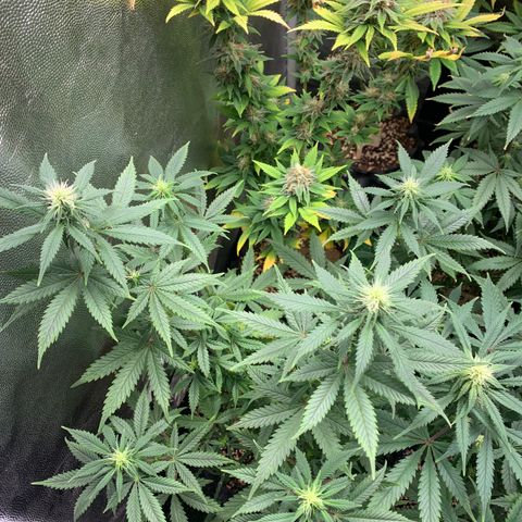 Sour Kush growlog photo: 02