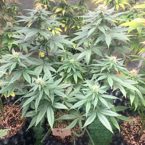 Sour Kush growlog photo: 01