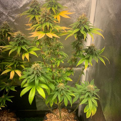 Aminesia growlog photo: 03