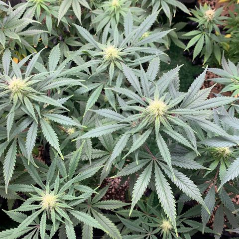 Sour Kush growlog photo: 03