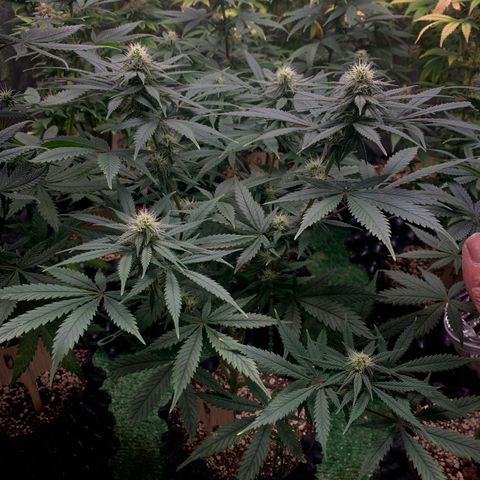 Sour Kush growlog photo: 03