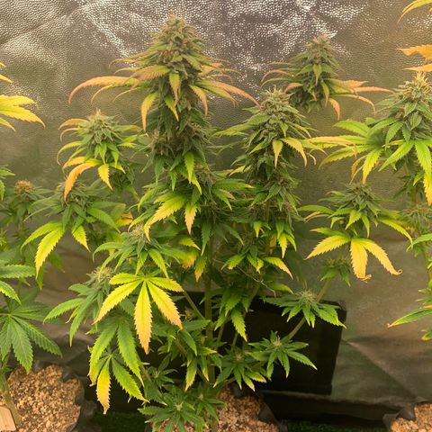 Aminesia growlog photo: 02