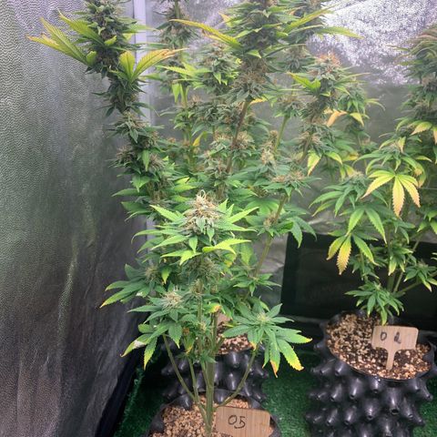 Aminesia growlog photo: 05
