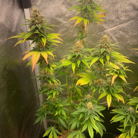 Aminesia growlog photo: 01