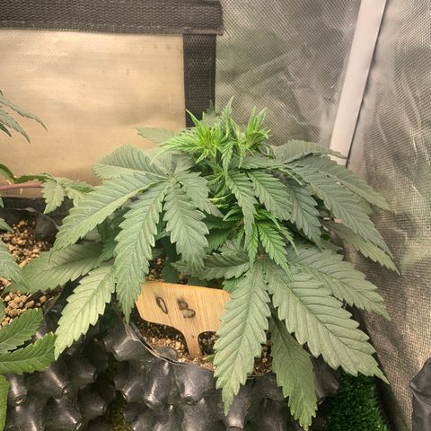 Northern Kush growlog photo: 03