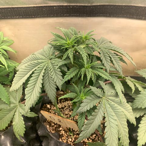 Northern Kush growlog photo: 02