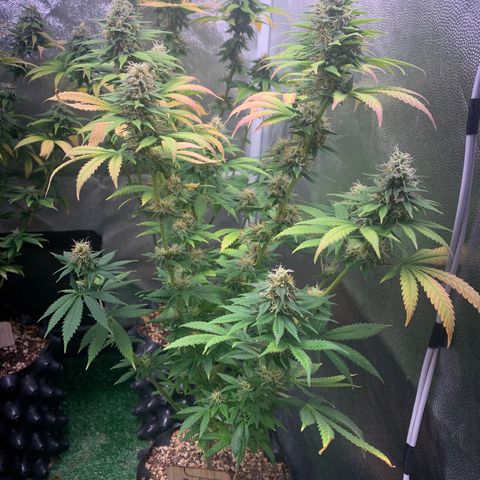 Aminesia growlog photo: 04