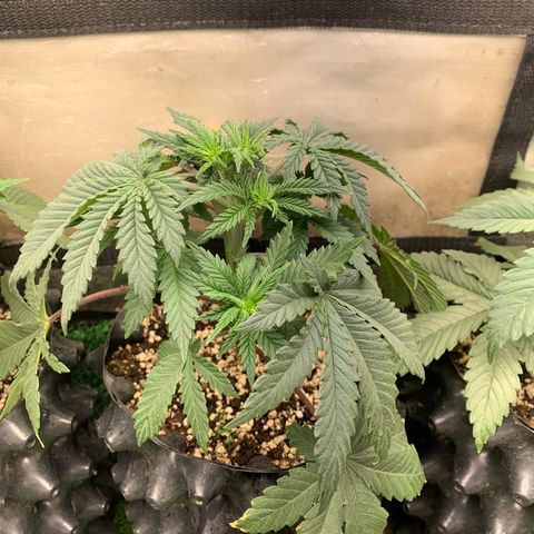 Northern Kush growlog photo: 02
