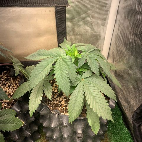 Northern Kush growlog photo: 03
