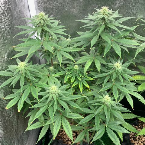 Sour Kush growlog photo: 01